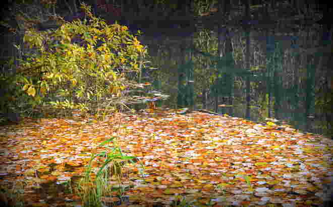 "DER HERBST SCHWIMMT UNS DAVON"