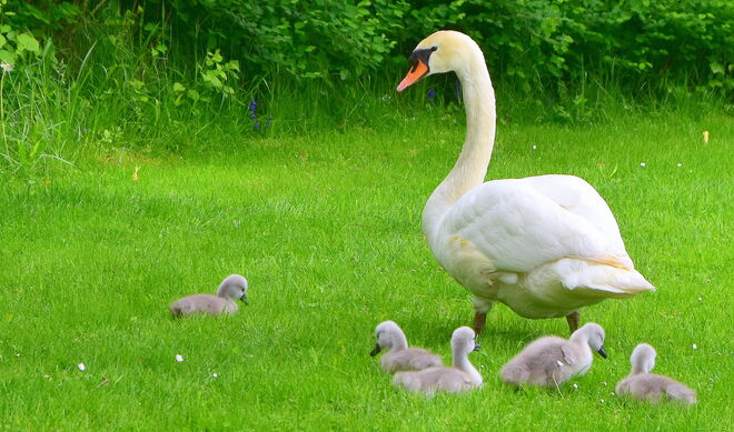 " DER AUSSENSEITER "