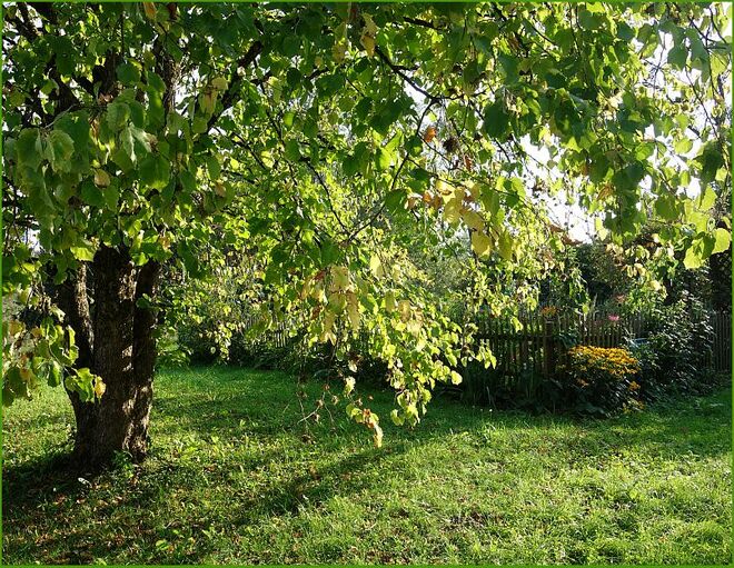 Der mehrstämmige Haselbaum