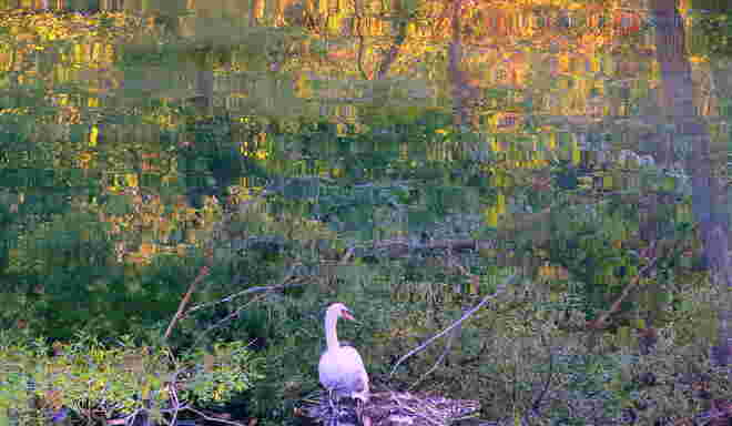 "DER SCHWAN"  von Gustav Klimt 