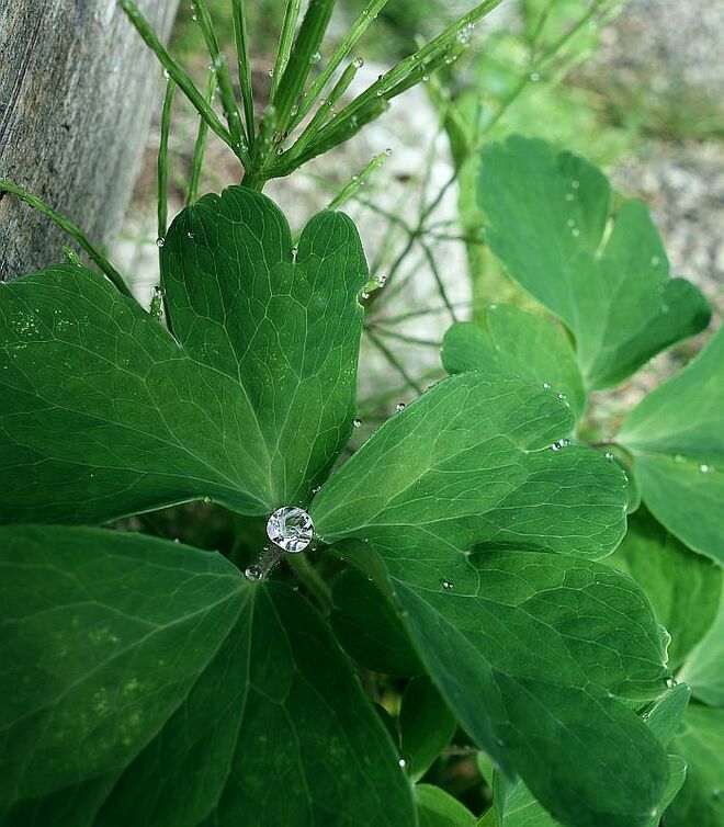 . . . der wertvolle Tropfen . . . 