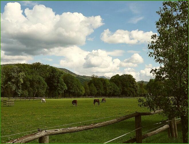 Die Alleebäume sind wieder alle grün