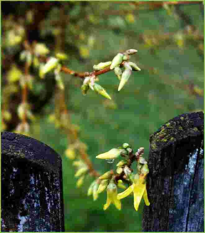 ... die erste offene Blüte am Zaun ....