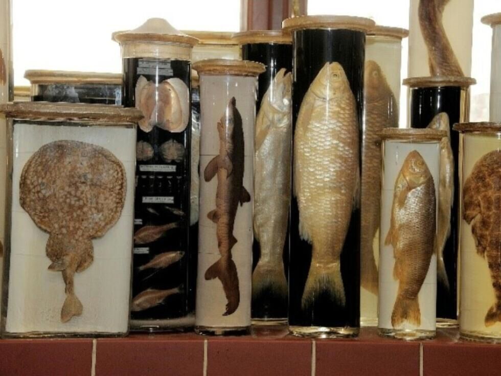 Avstrija se pridružuje evropski mreži DiSSCo za digitalizacijo naravoslovne dediščine