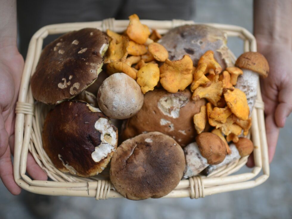 Na avstrijskem Koroškem ujeli tri italijanske nabiralce z 45 kilogrami gob