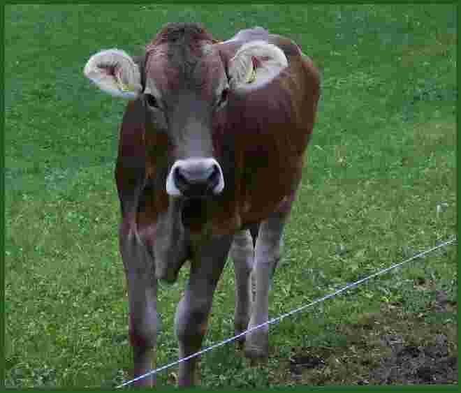 . . . Ende der Weidezeit . . . . 