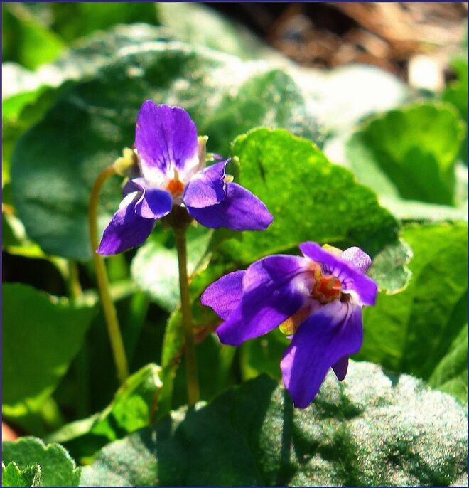 . . . duftende Veilchen im August . . . .