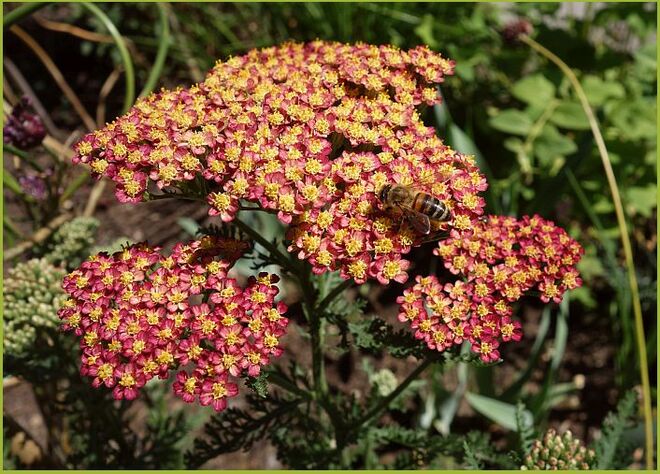 . . . dunkelrotgoldene Schafgarbe . . . 