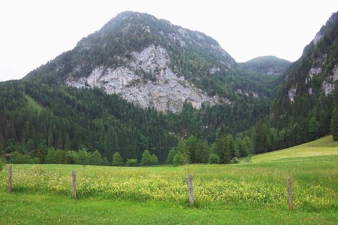 Dunkler als der Wald 