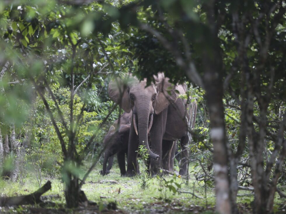Pohlep po slonovini ogroža zaloge ebenovine v Afriki