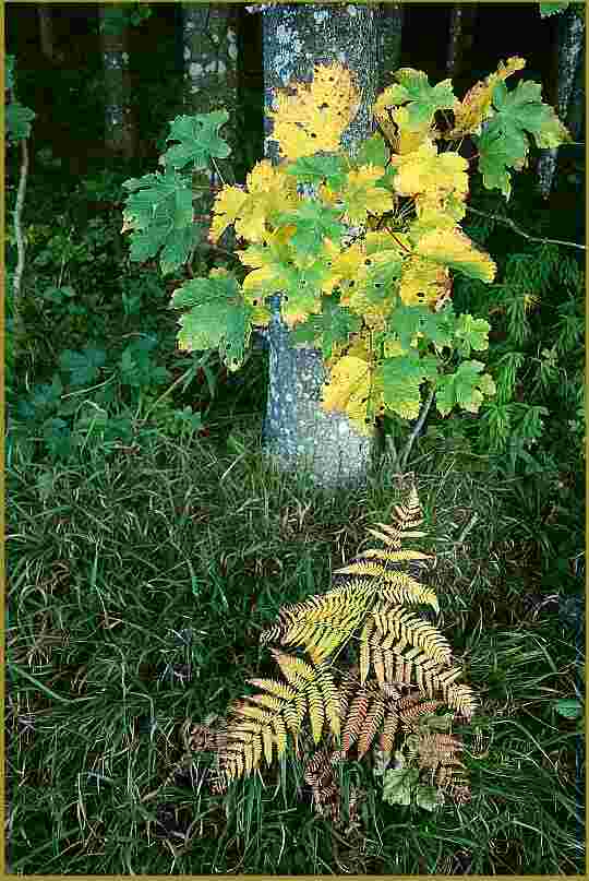 Wer bringt das edlere Herbstgold an den Waldrand  . . .