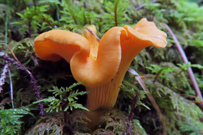 Echter Pfifferling – in besonders eleganter und eigenwilliger Gestalt