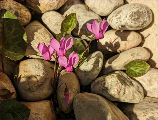 . . . . eigentlich Waldzyklamen 