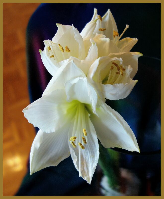 . . .  Jännerfreude -- Blühzauber ---