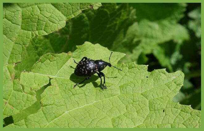 ein Großer Rüsselkäfer . . . 