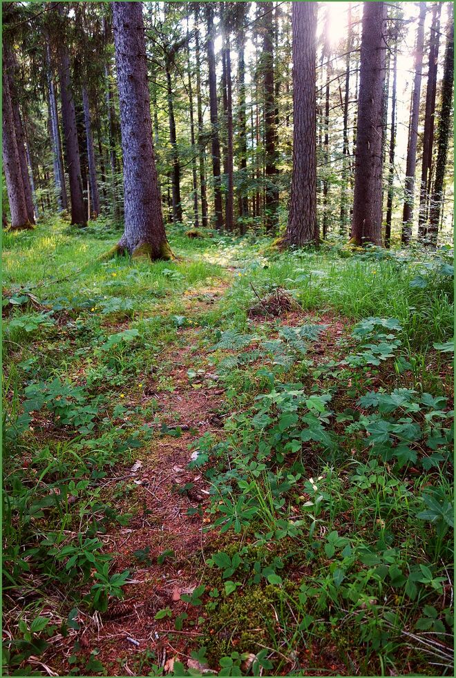 . . . stiller Waldweg . . .