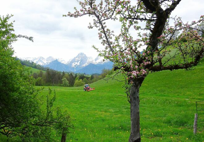 . . . ein erstes Mal mähen . . .