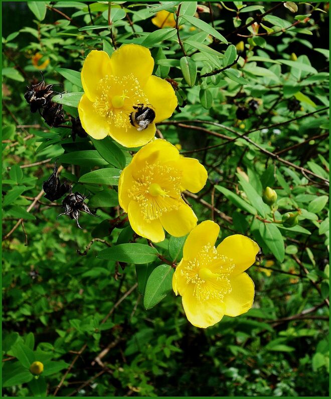 ... ein "großblumiges" Johanniskraut