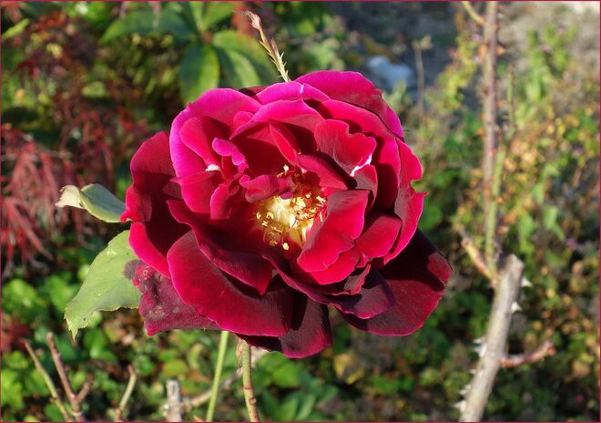 . . . ein letztes Exemplar . . .