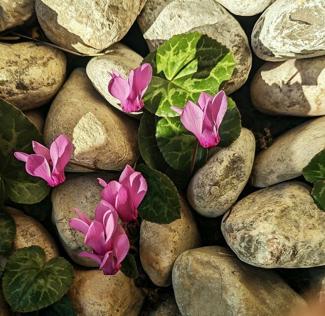 . . .  sie vertrauen der Spätsommersonne noch . . . .