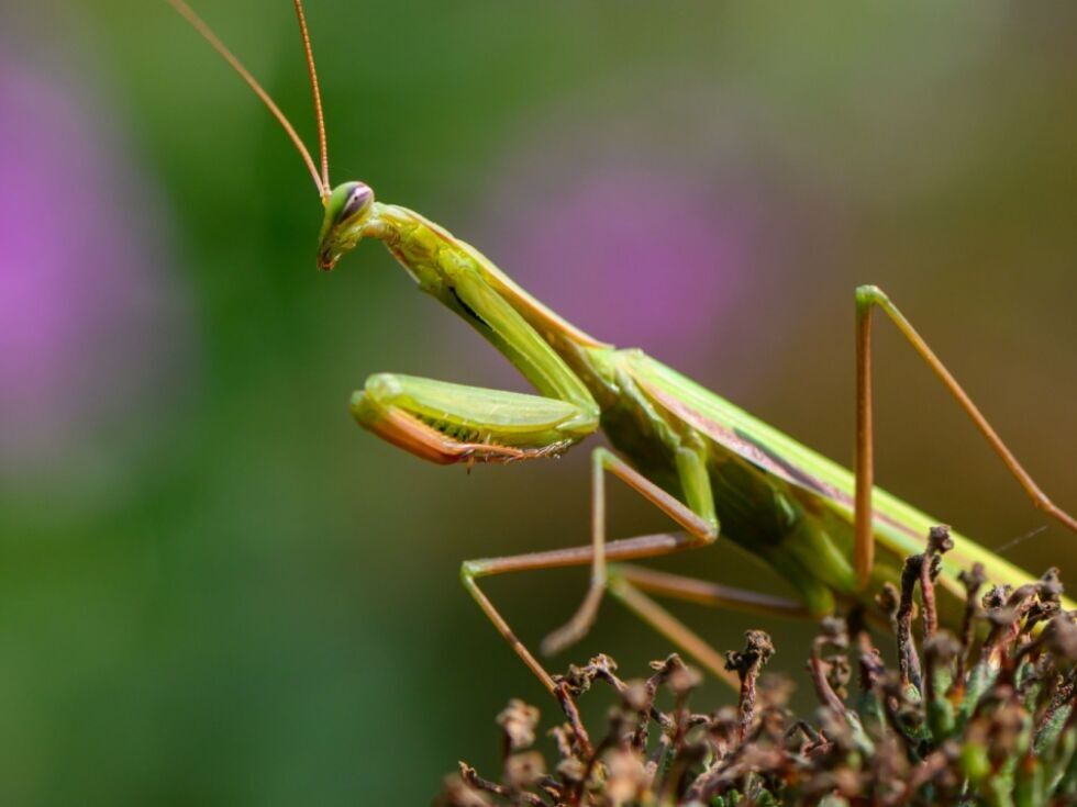 Mednarodna pobuda si prizadeva kartirati vsako celico vseh živih bitij na Zemlji