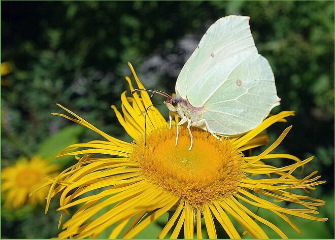 einE ZitronenfalterIN