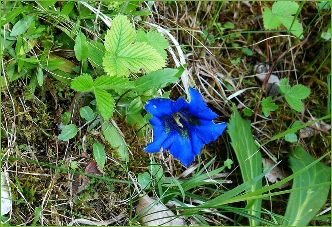 . . . mein erstes Enzianblau