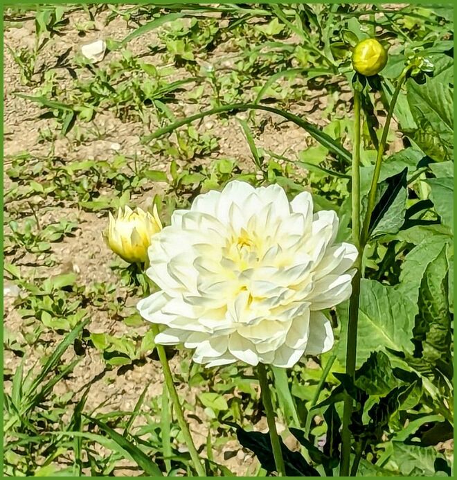 . . . eine erste weiße Dahlie . . . 