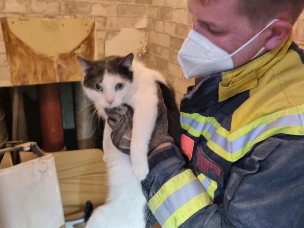 Eingeklemmte Katze in Wien aus Wand hinter Toilette gerettet