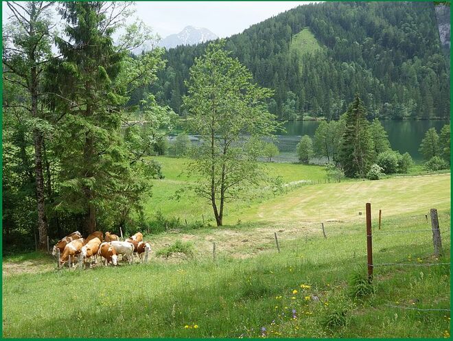 Einige Schritte über dem Gleinkersee . . . 