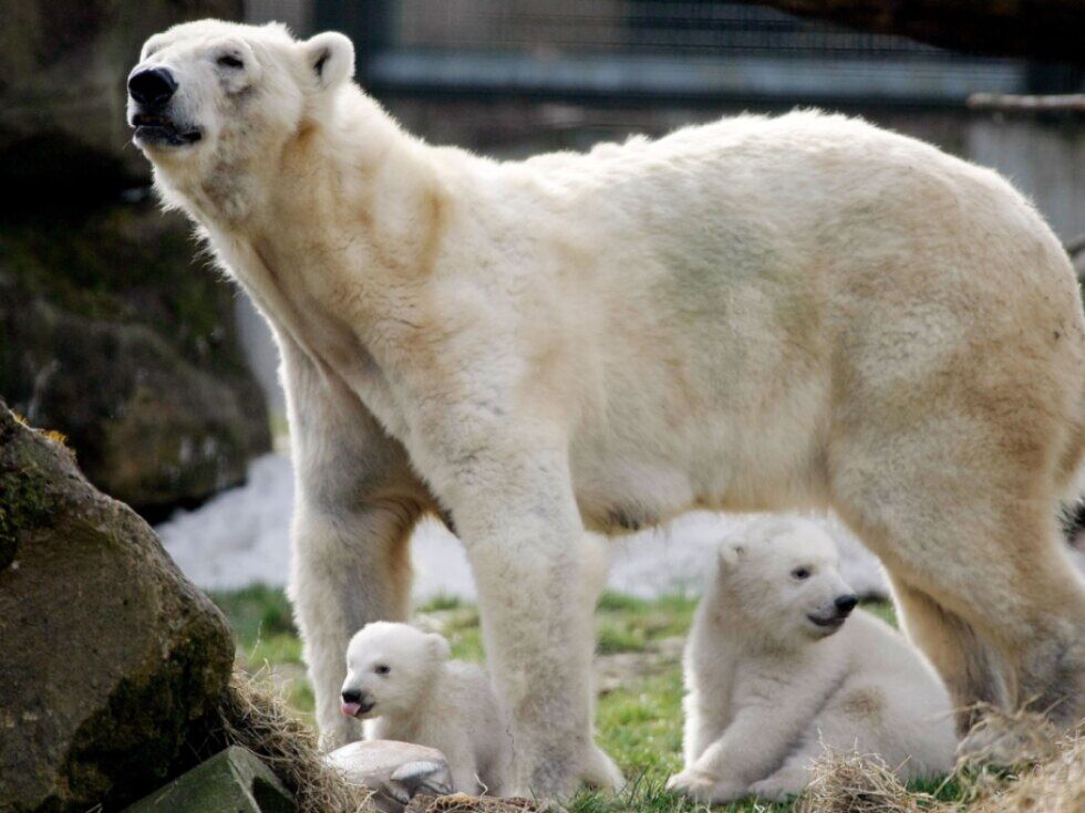 Eisbär auf Spitzbergen erschossen