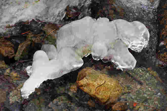 „Eisfrosch“ oder „Eiskröte“?