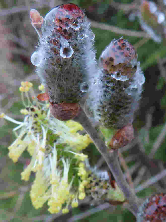 Letzte Grüße vom Winter