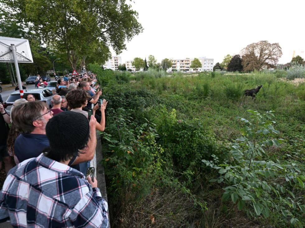 Elch "Emil" hielt St. Pölten auf Trab