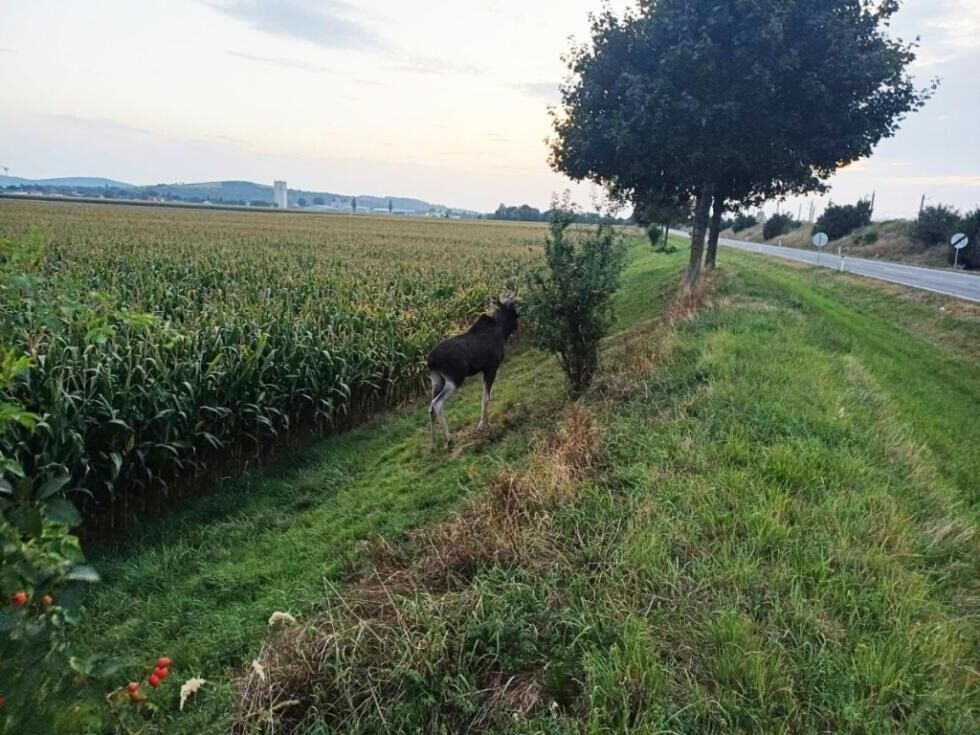 "Emil" seit zweieinhalb Wochen "Wahl-Niederösterreicher"