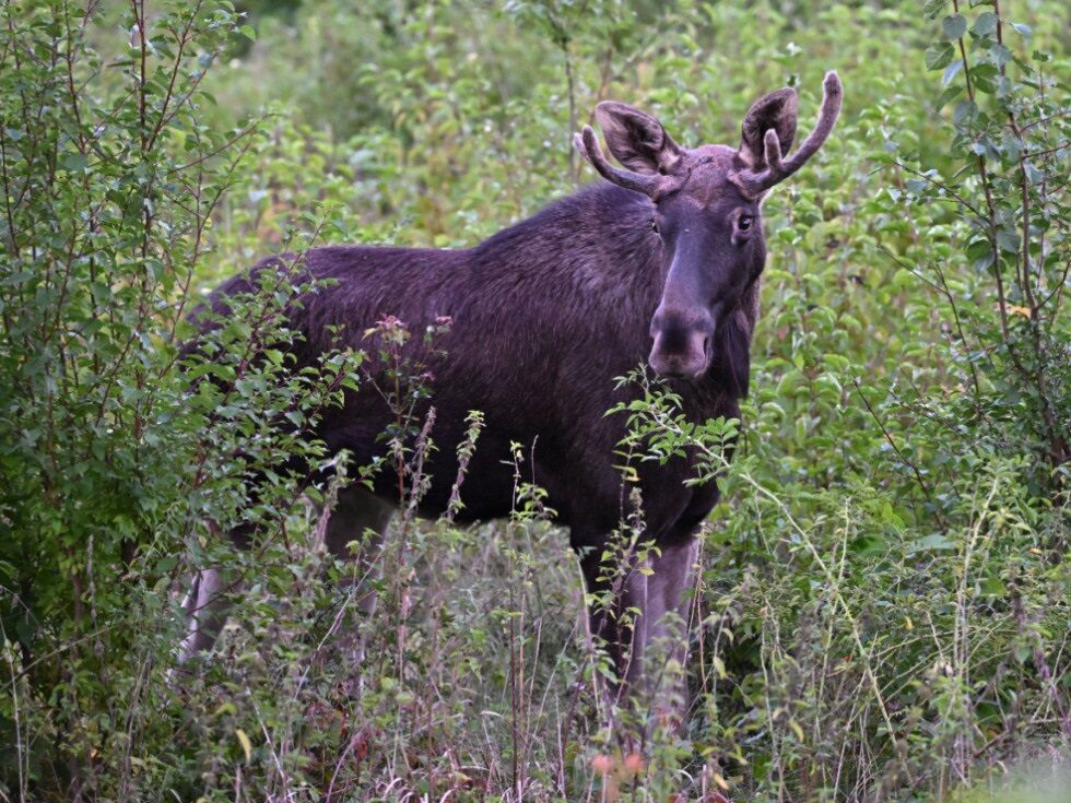 Los "Emil" obiskal tudi okrožje Scheibbs v Spodnji Avstriji
