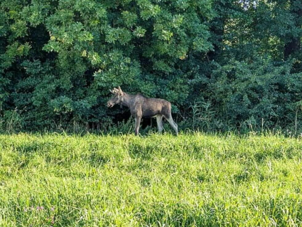 Elk "Emil" še naprej navdušuje v okrožju Tulln v Spodnji Avstriji