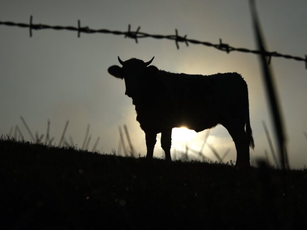 Entlaufener Stier in Oberösterreich von Cobra erschossen