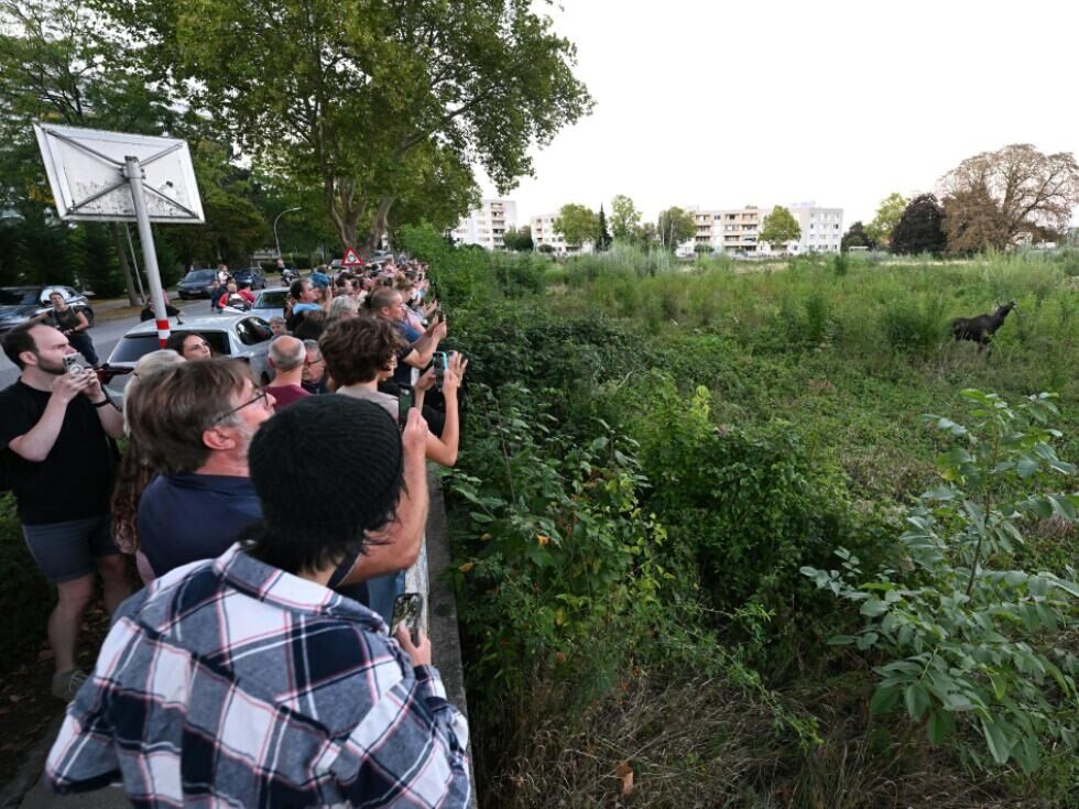Erfahrene Tierärzte schickten "Emil" schlafen