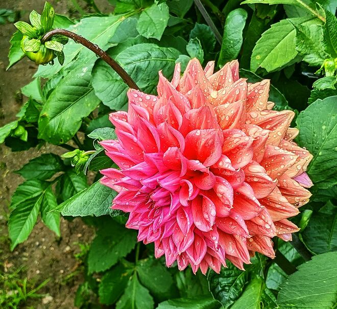 . . . erfrischt vom Regen der Nacht . . . 