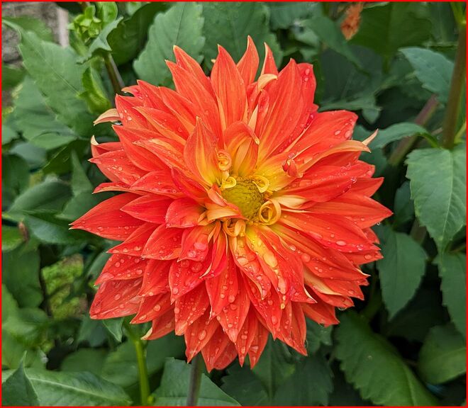 . . .  die Farbe von Karotten . . . 