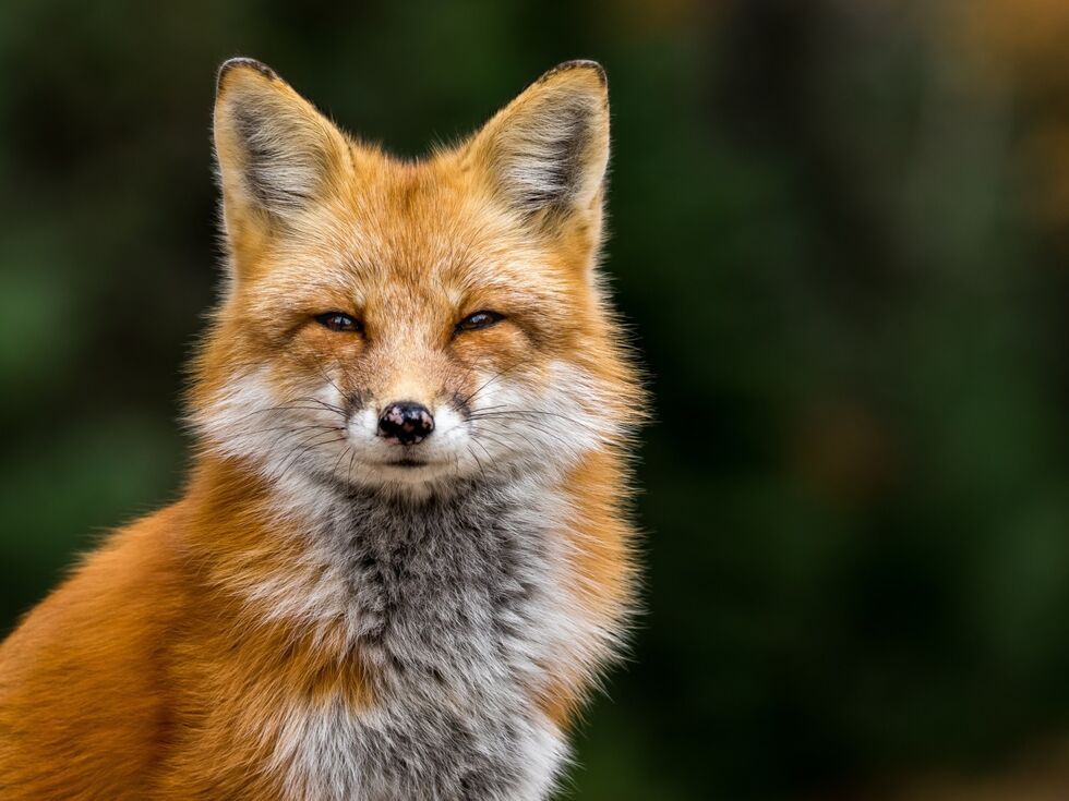Bolezen, ki jo prenaša lisičja trakulja, v Evropi pogostejša, kot so predvidevali