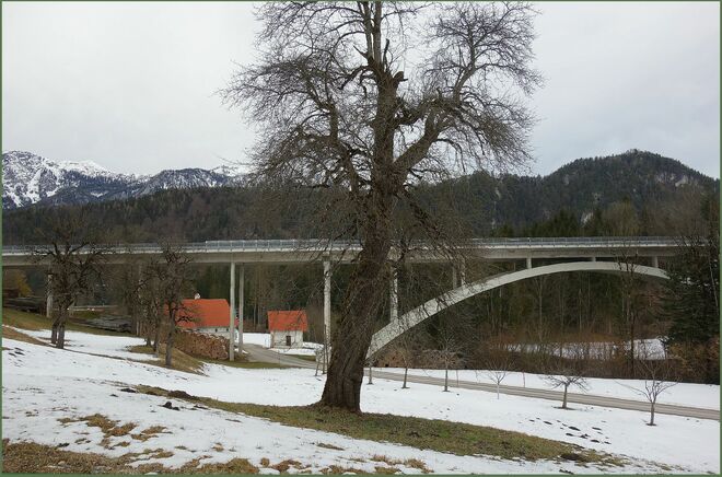 ... als er ein junger Baum war ....