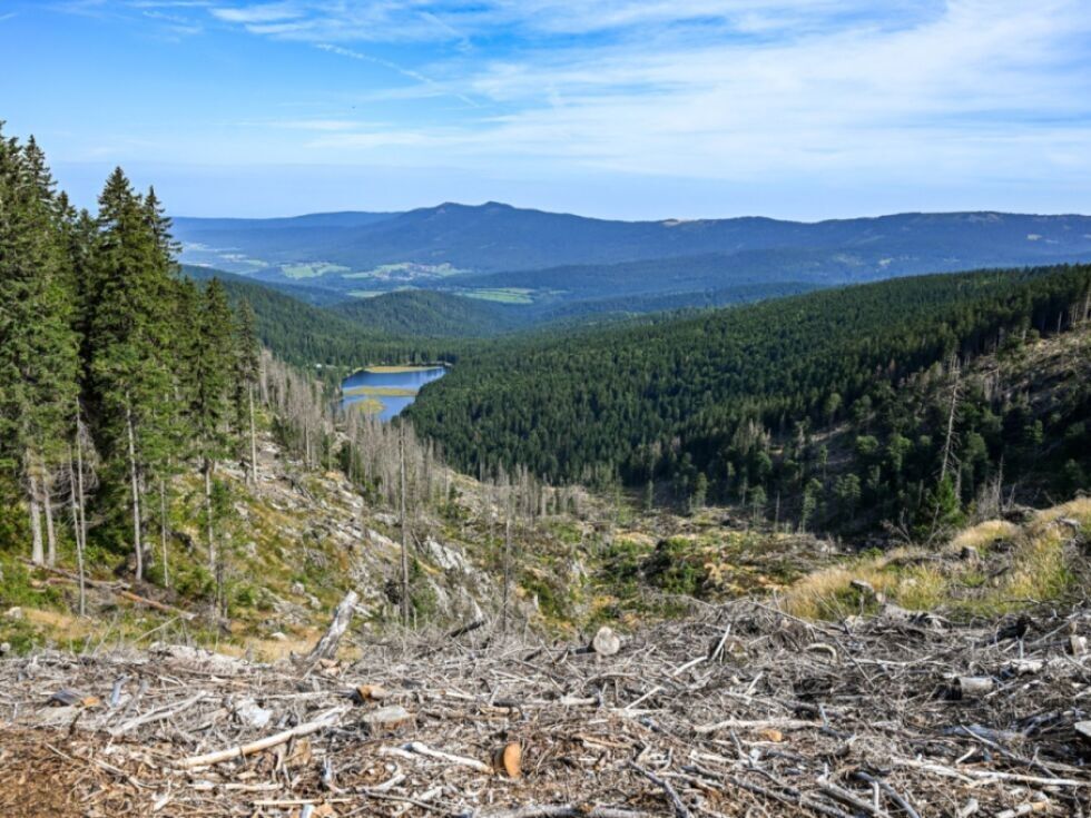Erneut Aufschub von Gesetz gegen Abholzung vorgeschlagen