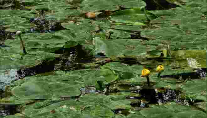 Erste Knospen tauchen auf