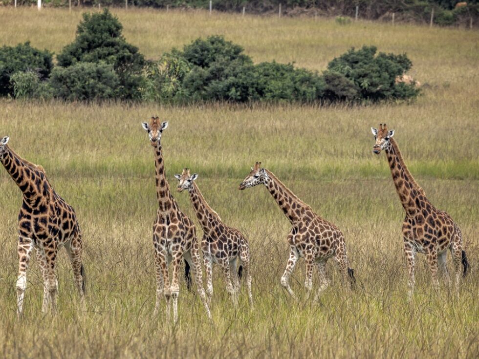 Es gibt nun offiziell vier verschiedene Giraffenarten