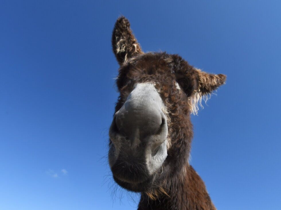 Esel verletzte 41-Jährige bei Hundespaziergang in Aschach