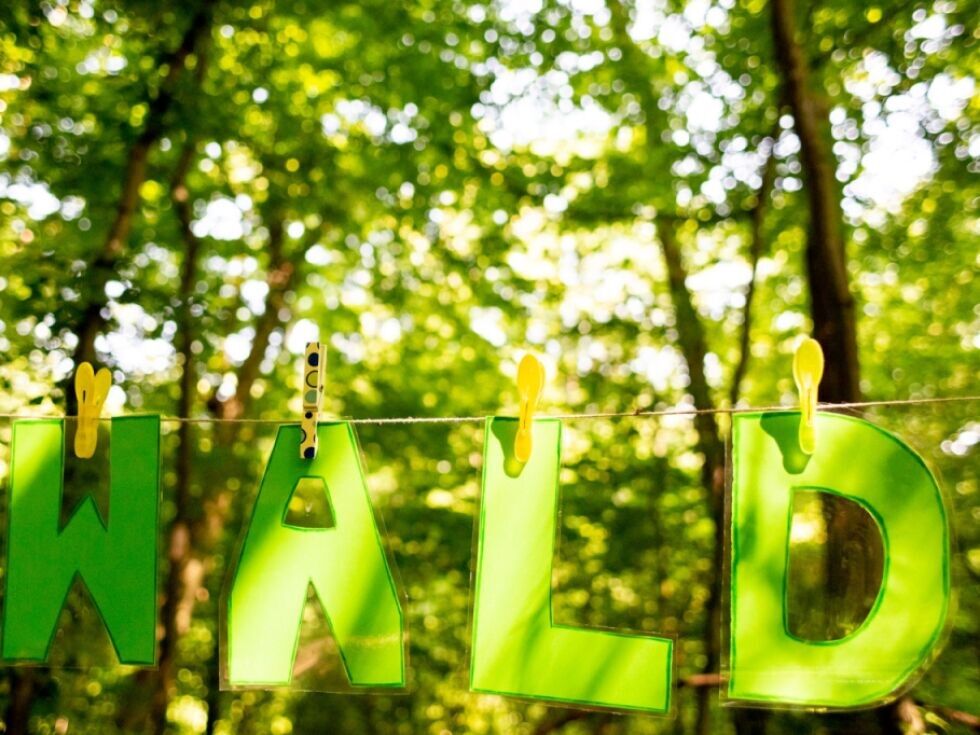 EU-Kommission will Ausnahmen bei Entwaldungsgesetz