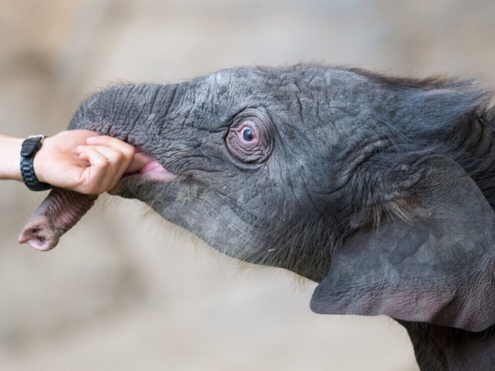 Experten warnen Touristen: Keine wilden Elefanten füttern