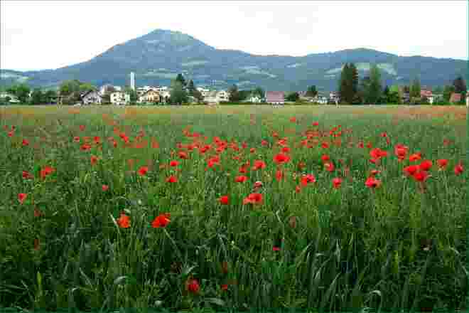 . . . Mohnrot in der Stadt . . . .